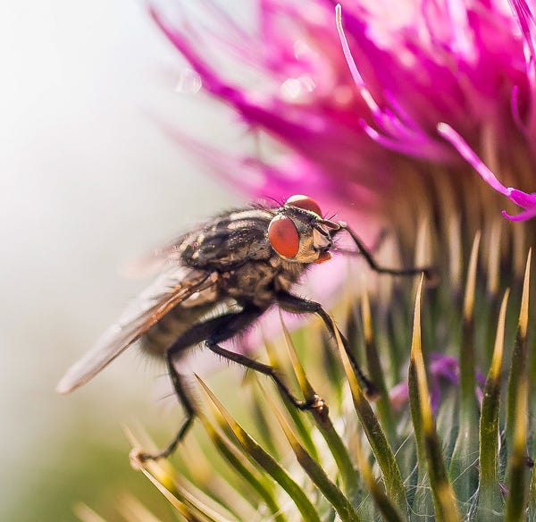 Fliege im Makro fotografiert